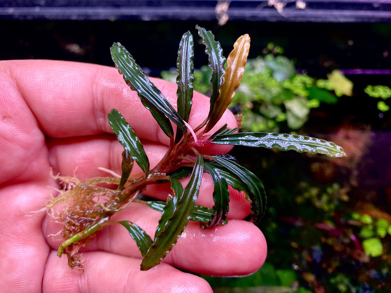 Bucephalandra Xerxes – Chichi's Planted Dreams