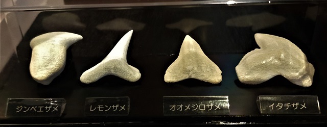 ミュージアムグッズ「サメの歯ガチャ」第2弾登場！！ | お知らせ