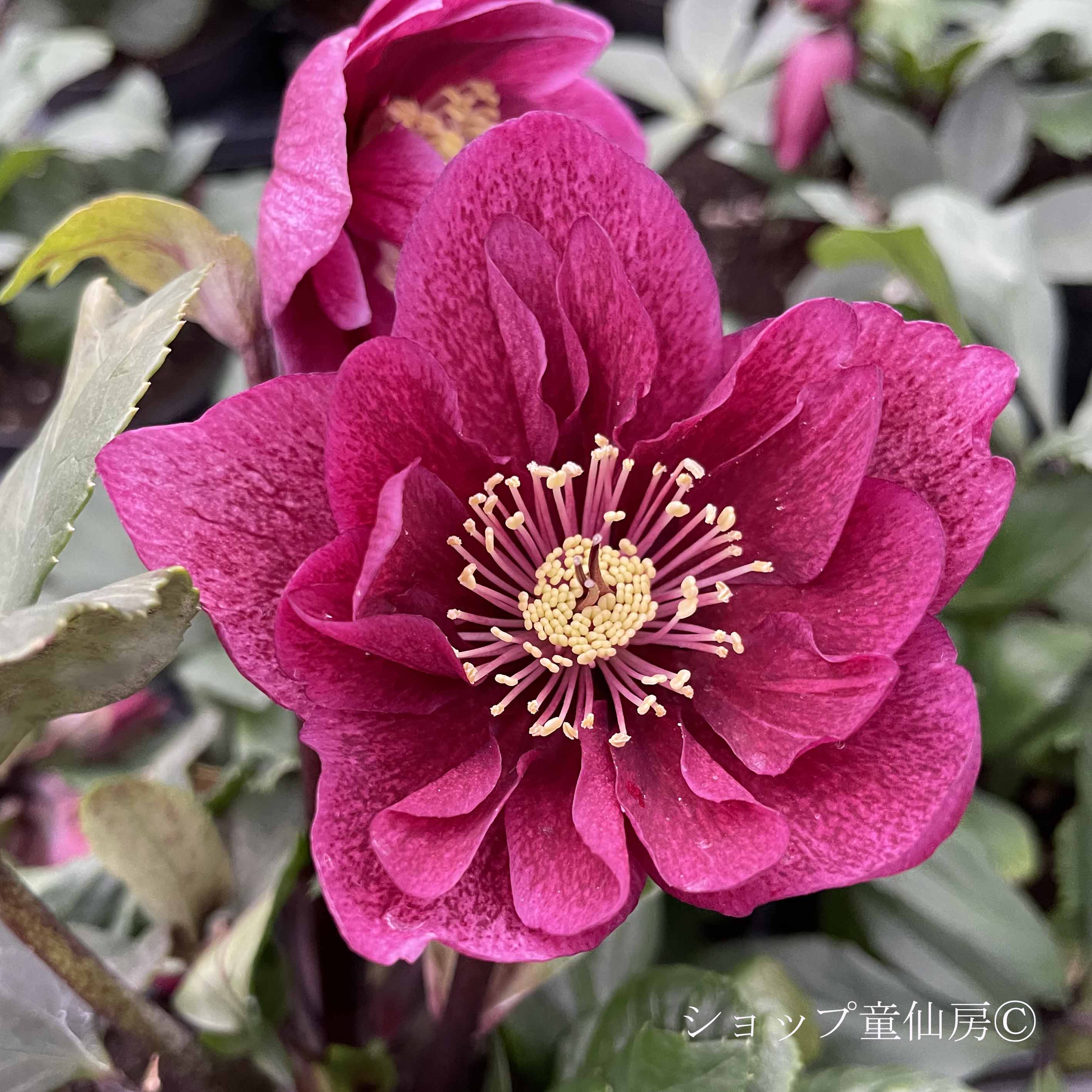 クリスマスローズ,童仙房ナーセリー＆ガーデンのクリスマスローズ,雪の