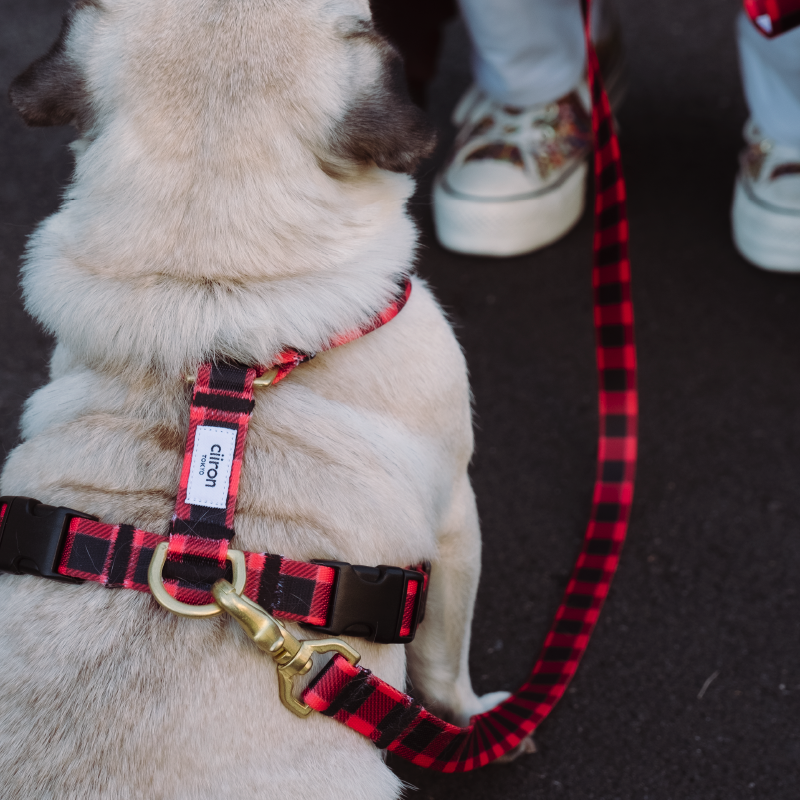 ハーネス Michael 再入荷！ – ciiron tokyo