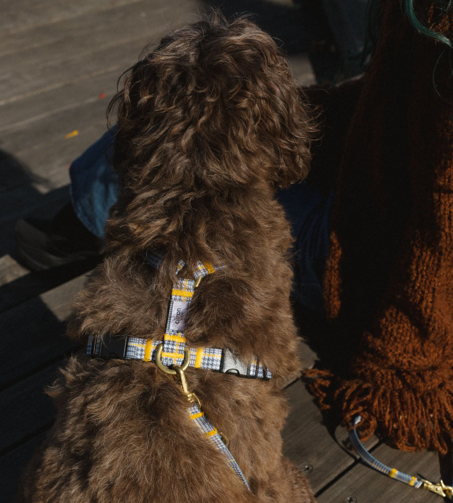 ハーネス Matthew 再入荷！ – ciiron tokyo