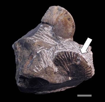 フォルベシセラス科アンモナイト