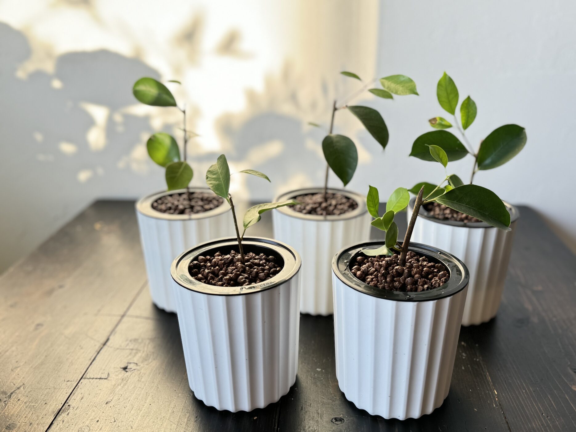 ガジュマル発根済水挿し分の植替え(1)：ハイドロ2層式鉢へ