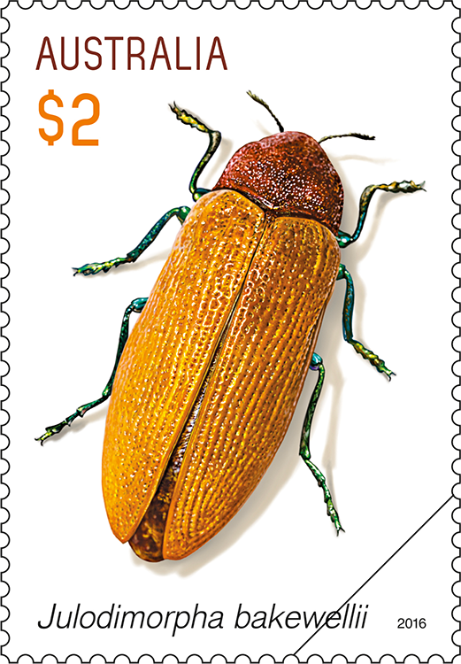 標本 Australia Stigmodera miranda 38mm Australia Stigmodera