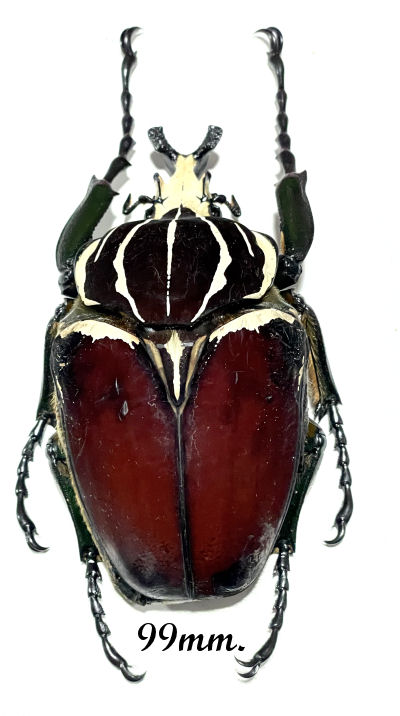 Goliathus goliatus apicalis 75mm CONGO 【公式通販】