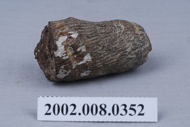 古生代ハチノスサンゴ 化石塊博物館級 博物館級古生代ハチノスサンゴ化石塊