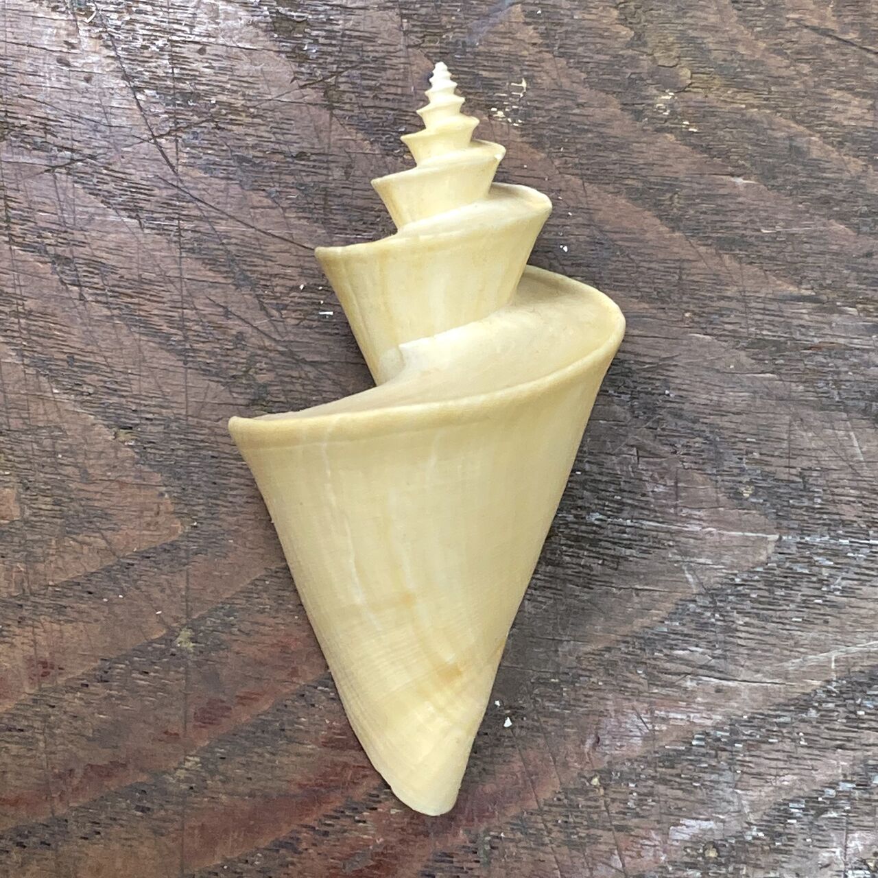 自然・標本 :: 標本 :: チマキボラ Japanese Wonder 82mm ラベルなし