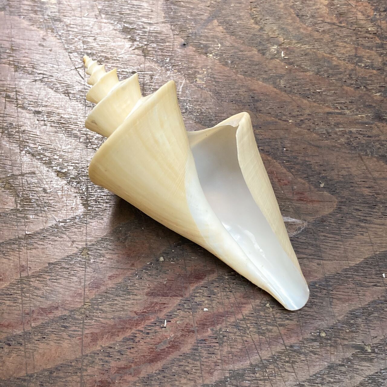 自然・標本 :: 標本 :: チマキボラ Japanese Wonder 82mm ラベルなし