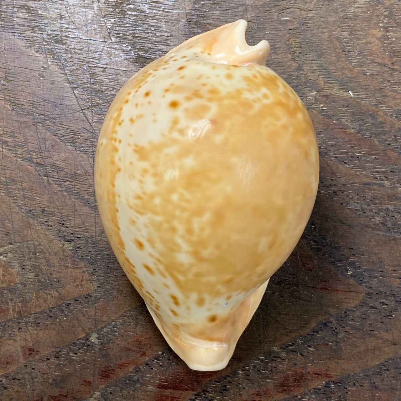 自然・標本 :: 標本 :: ウスアカネダカラApricot-Coloured Cowry 84mm