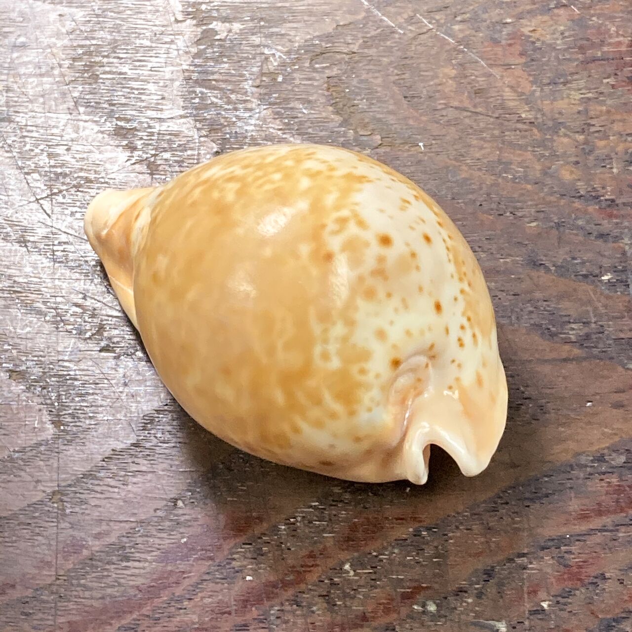 自然・標本 :: 標本 :: ウスアカネダカラApricot-Coloured Cowry 84mm