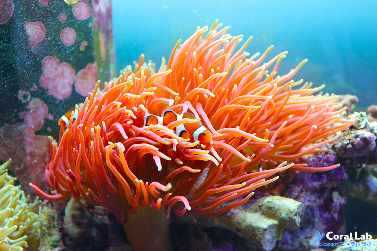 レッド、グリーン！人気のインドネシア便イソギンチャク100固体大量