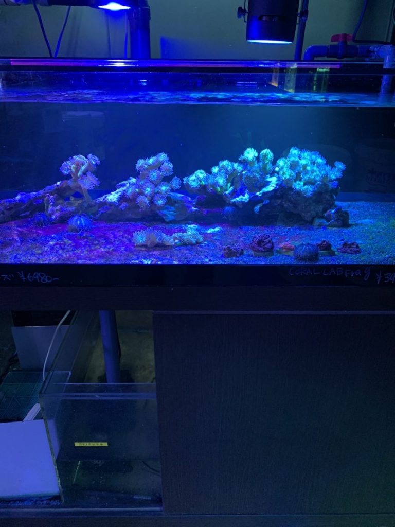 京セラアクアリウムLED ディープブルー | コーラルラボ