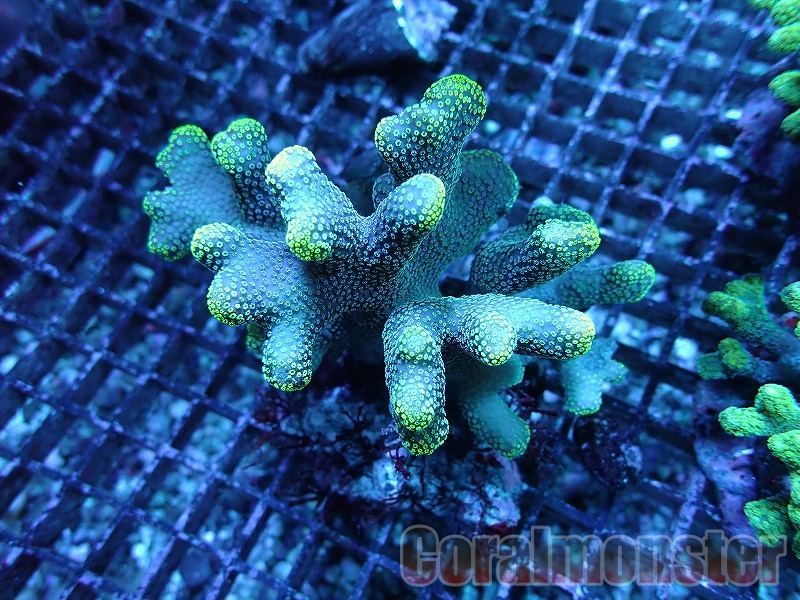 ブルーのコノハチョウ「1ペア」インドネシア産 【公式通販】