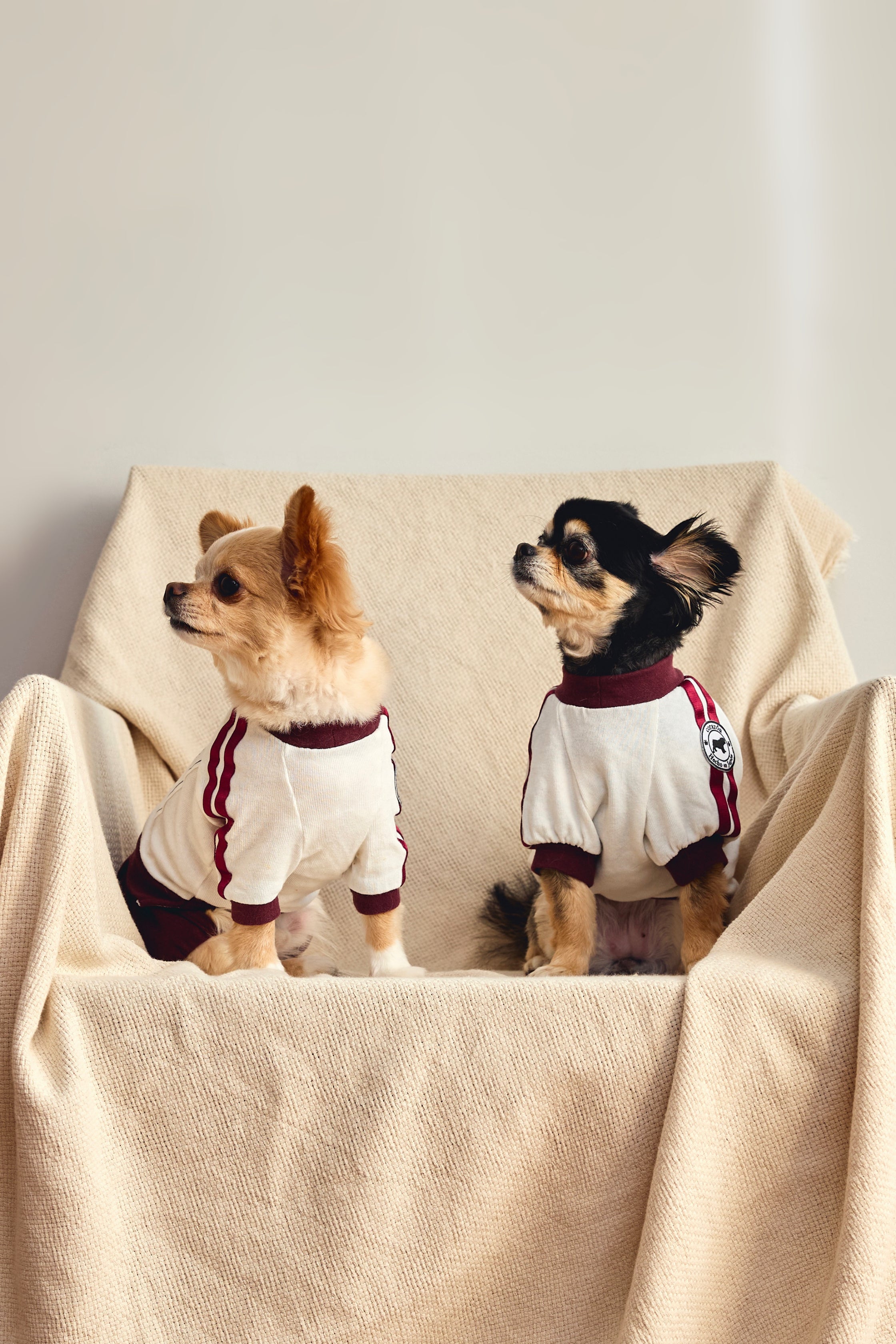 ペット服ならcorazón（コラソン）/【えんじ】ゼッケン付きブルマ体操着