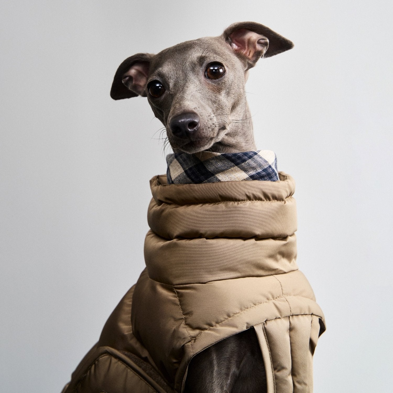 Dog Coat Alaska Light Olive | CLOUD7