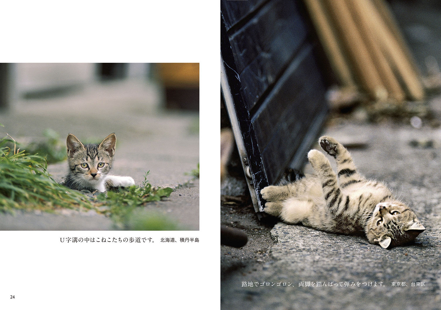 写真文庫『こねこ』 | 株式会社クレヴィス