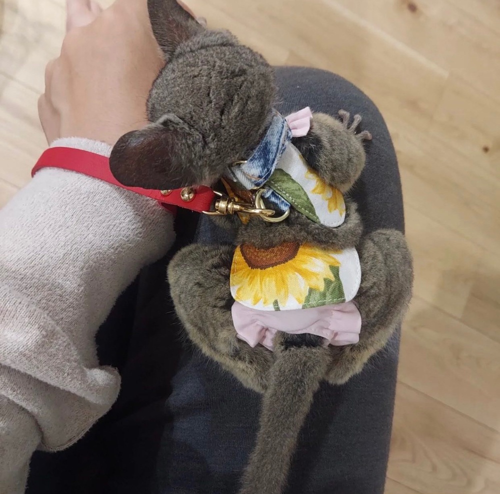 ショウガラゴ用【ﾊｰﾈｽ•ﾘｰﾄﾞ】① | Momo＆House