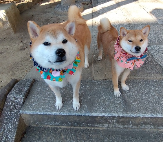 けいすけのママ様オーダー品2点 hanahana犬服ハンドメイド Gallery