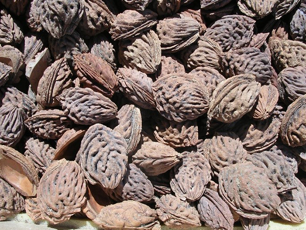 桃乃実 中棗 貞作 茶道具 鴨田徳康 桃乃実 中棗 貞作 茶道具 鴨田徳康