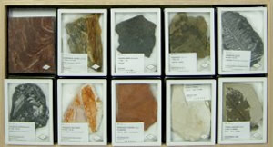 ニチカ 植物化石組標本 - クリスタルポケット