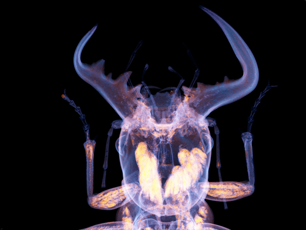 最高傑作】オオエンマハンミョウの洋書 図鑑 Manticora TAITA出版