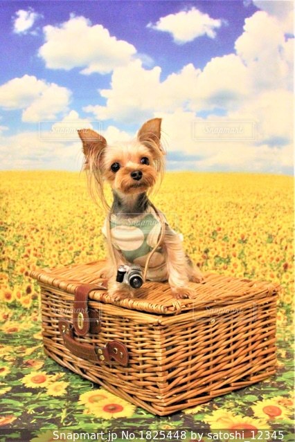 バスケットに座って犬の写真・画像素材-Snapmart（スナップマート） 犬カゴ