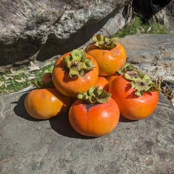 日テレ出演】400年の伝統が誇る幻の樹上完熟柿🍊寛永鶴見ブランド富有