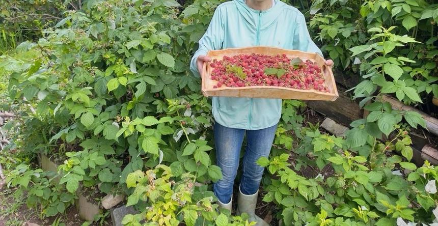 Aiページ ブルーベリーラズベリー2個 無添加 冷凍 ベリーミックス 500g