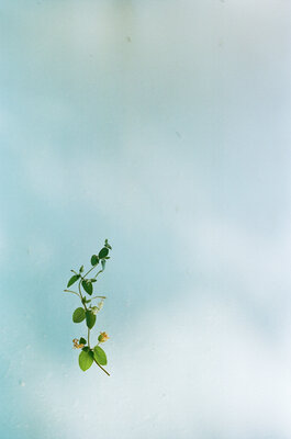 野口恵太 FLOWER 野口恵太 FLOWER Flower - 野口恵太 | shashasha 写々