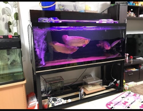 アロワナ水槽セット