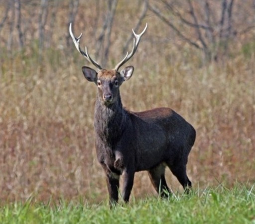 エゾジカの角 14本セット ＃鹿の角