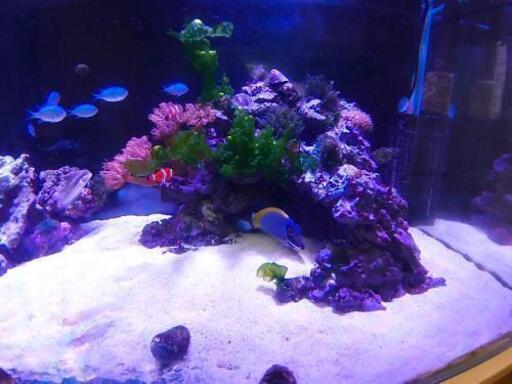 サンゴ付きライブロック(レプリカ) コレクション