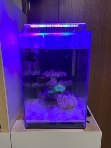 海水水槽 フルセット アクアリウム 熱帯魚 海水魚