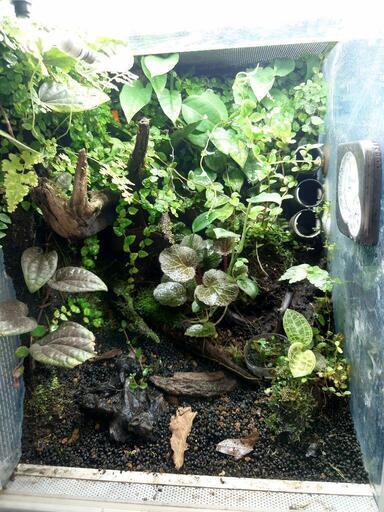 お買い得品 Rain Forest パルダリウムケージプロ PCP3045