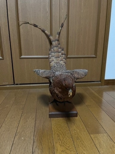 キジの剥製です Yahoo!オークション - キジ 剥製 雉 ハクセイ 置物