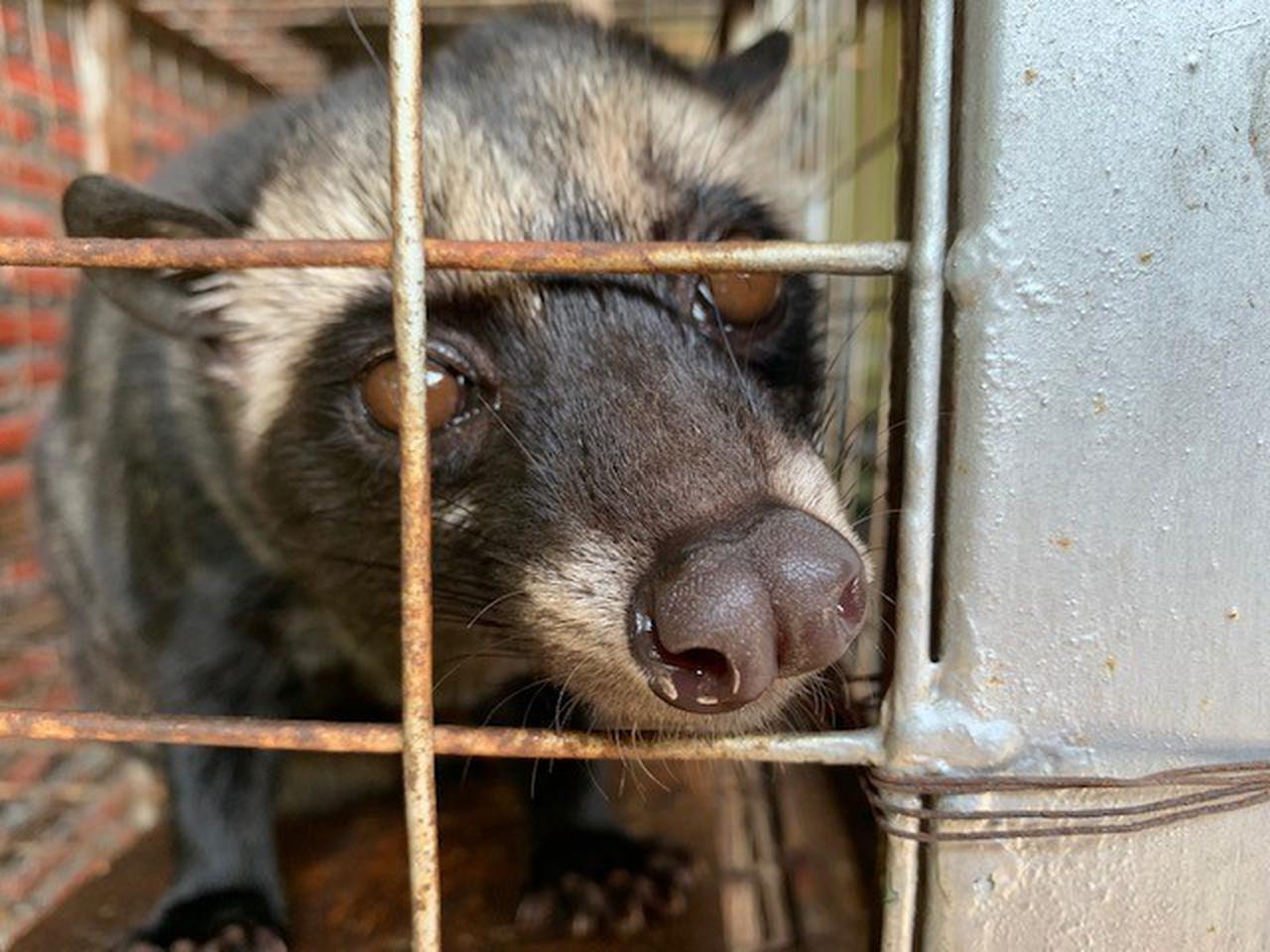 インドネシア】インドネシアで買いたい！最高級コーヒー「ジャコウネコ