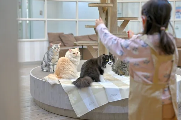 大人気おやつ「550円⇒無料」クーポン！』猫カフェ MOCHA（モカ） 立川
