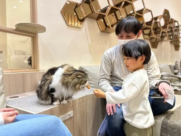 大人気おやつ「550円⇒無料」クーポン！』猫カフェ MOCHA（モカ） 渋谷