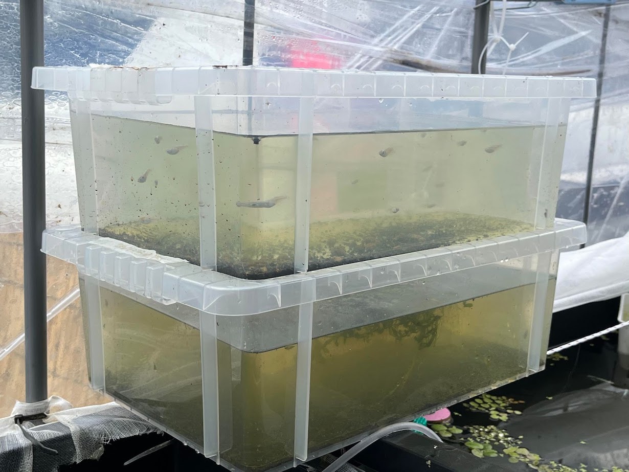 メダカ水槽用NVBOX13 10個セット オーバーフロー加工済みメダカ水槽用