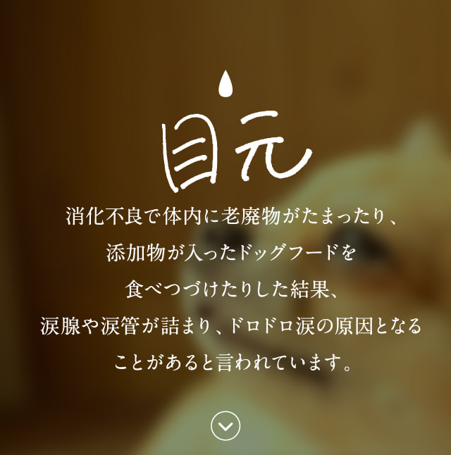 公式】このこのごはん