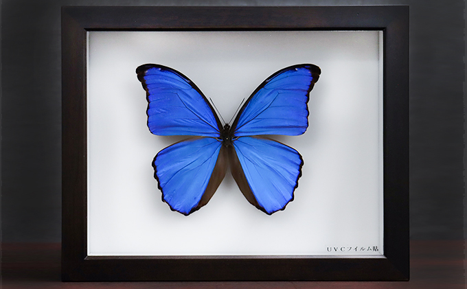 レア】 モルフォ蝶 アート 標本 芸術 コレクション 美術 絵 昆虫 19