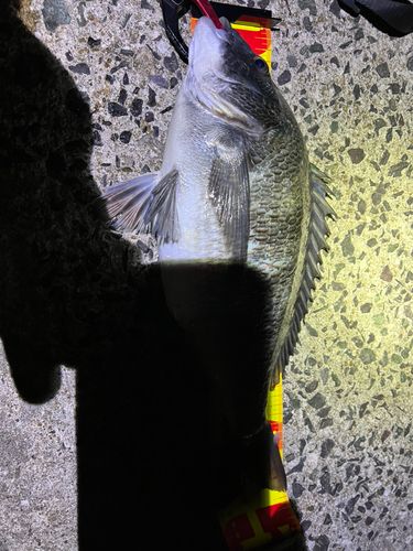 チヌの釣果・釣り情報まとめ【2026年最新】 - アングラーズ | 釣果600