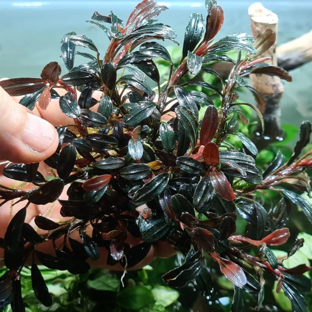 ブセファランドラsp.ブラウニー ネオ 2015 ブセファランドラsp Brownie