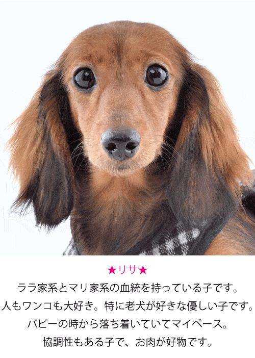 ミニチュアダックス専門店 - 銀座DAXDACHS