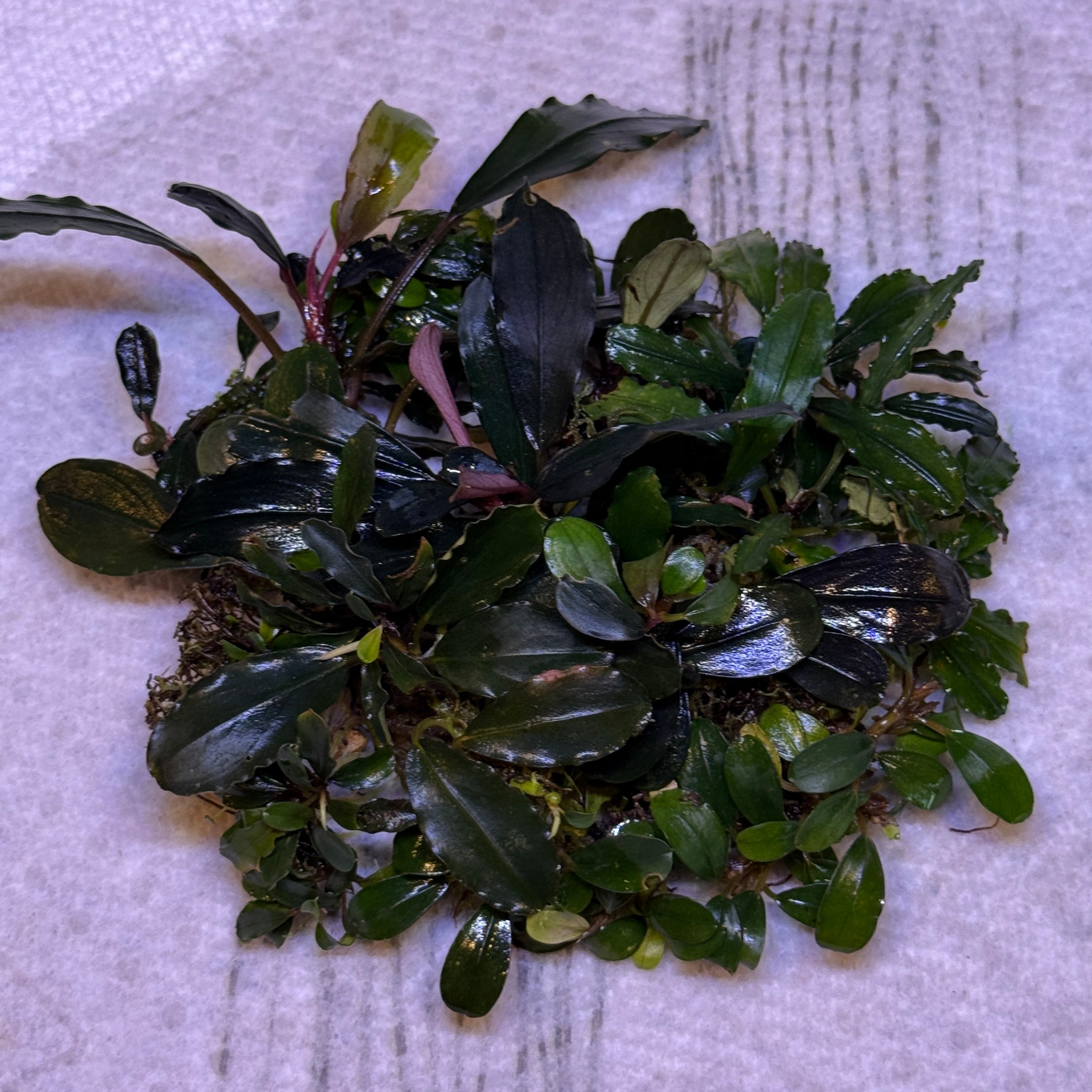 ブセファランドラ（斑入り株）Bucephalandra Pipto Mixed