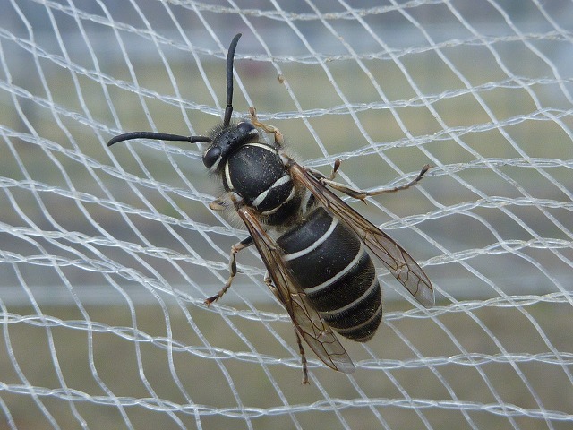 スズメバチの巣 42✖️54 標本 【公式通販】