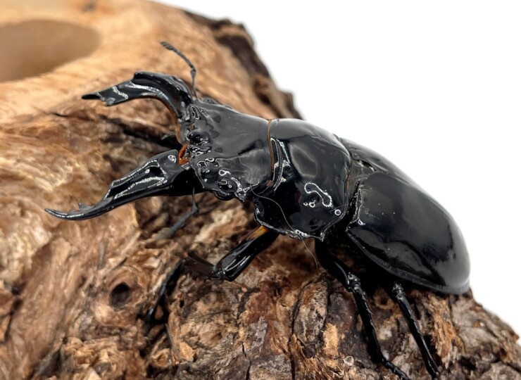 エナメルカラー/人気種!レギウスオオツヤ♂50～80mmUPペア K-ZERO