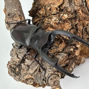 超人気種 ! マンディブラリスフタマタ 大型♂104.2mmペア WD フタマタ