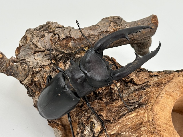 ☆マダカスカル産 ギガスサイカブト 70mm 70mm