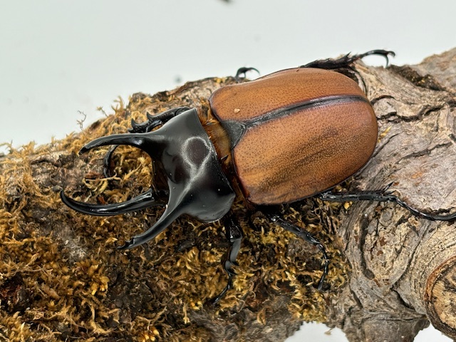 稀少/飼育品! サンボンツノカブト ♂♀ペア WF-1/アルファック産